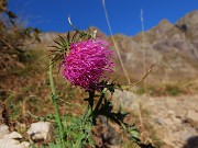 13 Mi pare un cardo in avanzata fioritura